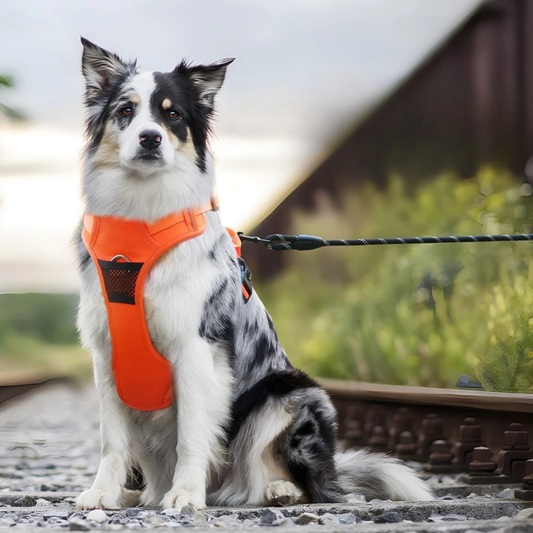 No-Pull Hundegeschirr